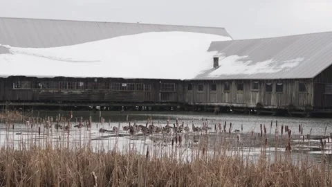 Rustic Winter Barn Over Frozen Pond with Geese and Cattails Stock Footage 271199367