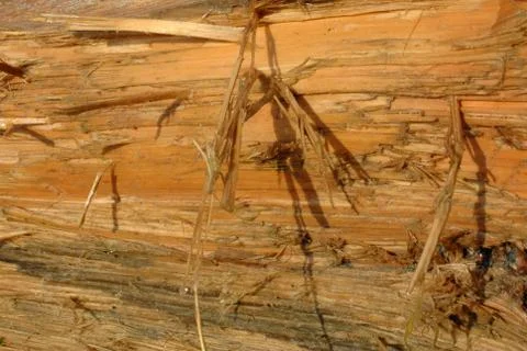 Rustic wood Stock Photos