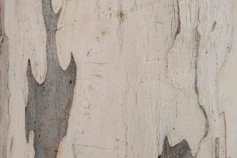 Rustic wood tree trunk texture background. Stock Photos