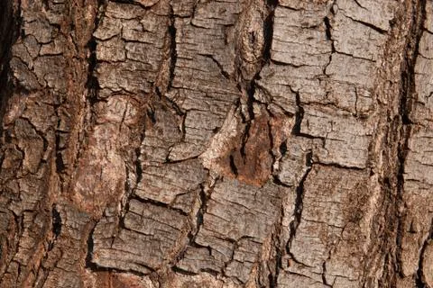 Rustic wood tree trunk texture background. Stock Photos