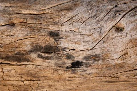 Rustic wood tree trunk texture background. Stock Photos