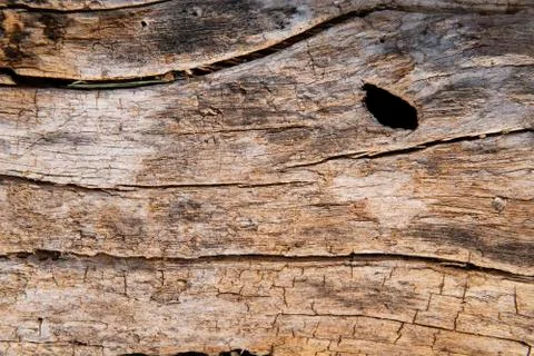 Rustic wood tree trunk texture background. Stock Photos