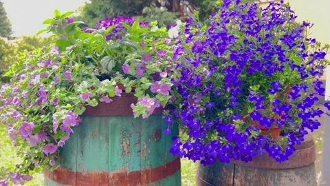 Rustic wooden barrel decor with blue lobelia flowers. Stock Footage 244207311