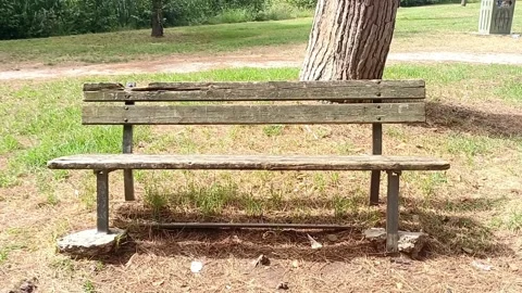 Rustic wooden bench in pine forest in Viareggio Italy, 27 august 2026 Stock Footage 343743295