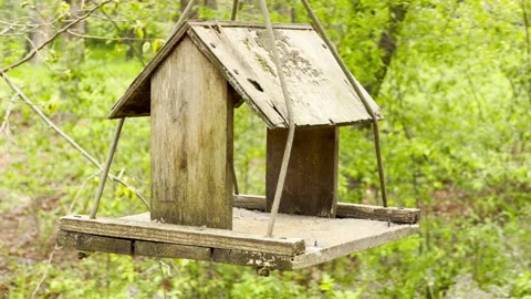 A Rustic Wooden Birdhouse Hangs From Ropes In A Vibrant Green Spring Forest Stock Footage 334036682