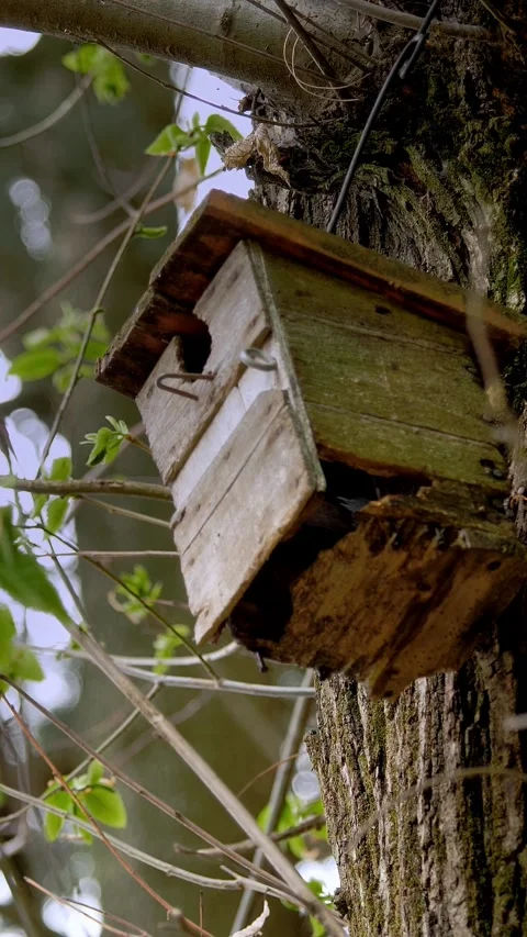 Rustic Wooden Birdhouse Mounted on a Tree in Early Spring Stock Footage 314565714