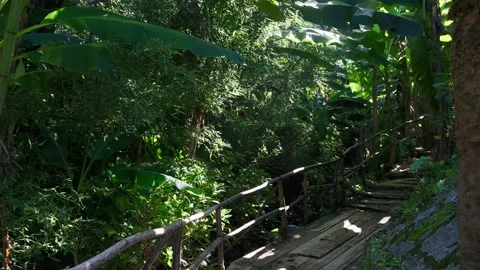 Rustic Wooden Bridge Over Forest Stream in Subtropical Jungle Video stock 348001910