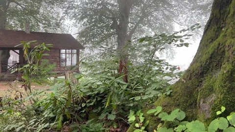 Rustic Wooden Cabin Behind Mossy Tree in Foggy Forest in Kartepe Turkey Stock Footage 342325647