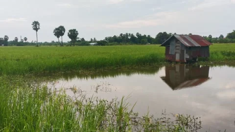 Rustic Wooden Farmer Hut Reflected In Water Pond By Green Rice Field, Countr Stock Footage 346172565