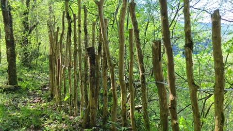 Rustic wooden fence segments align naturally, forming a boundary in surrounding Video stock 336169780