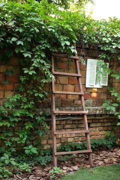 Rustic wooden ladder at brick wall with climbing wild grapes. Garden ladder Stock Photos