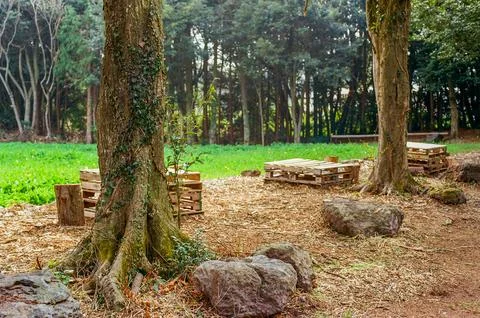 Rustic Wooden Pallets Among Trees in a Forest Clearing Stock Photos