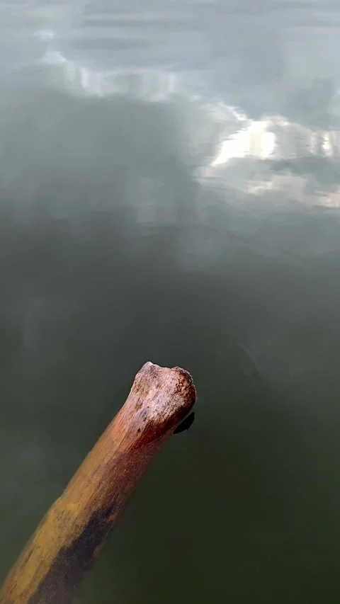 Rustic wooden pole tip over calm lake water with cloudy sky reflections Video stock 337404569