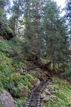 Rustic Wooden Steps Ascending a Steep, Lush Forest Path Stock Photos