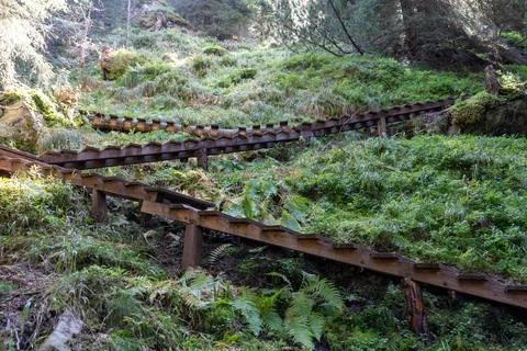 Rustic Wooden Steps on a Steep, Lush Forest Trail in the Alps Stock Photos