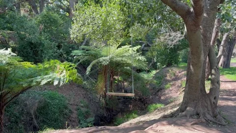 A rustic wooden swing hanging over a shaded forest ravine with lush green ferns Stock Footage 345550900