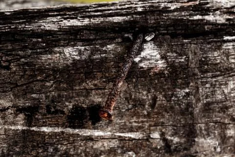 Rustic wooden texture, empty Soft wood background Stock Photos