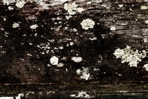 Rustic wooden texture, empty Soft wood background Foto stock