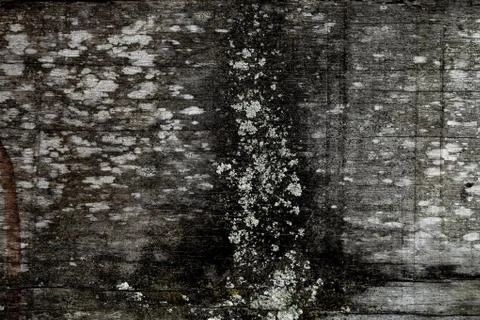 Rustic wooden texture, empty Soft wood background Stock-Fotos