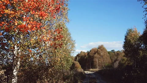 The rustle of autumn leaves in the wind Stock Footage 95167868