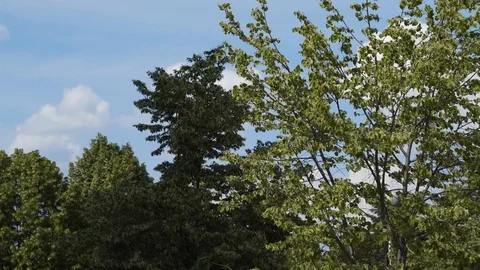 Rustle of leaves on trees, landscape park Stock Footage 94926591