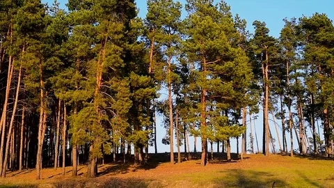 The rustle of trees in the wind on a Sunny day. swaying pine branches Video stock 105819221