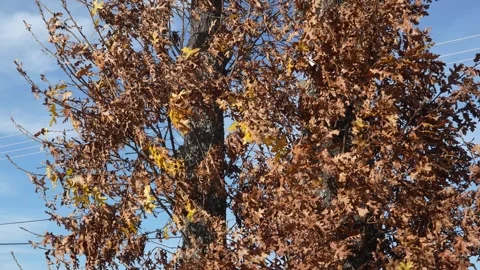 Rustling autumn leaves on tall tree branches against clear blue sky and light Stock Footage 321383632