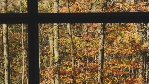 Rustling Autumn Tree Leaves Stock Footage 119164035