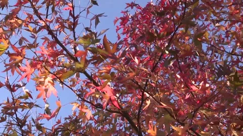 Rustling Branches: Dynamic Autumn Nature Background Stock Footage 346189918