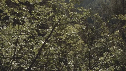 The rustling of branches in the woods Stock Footage 92017858