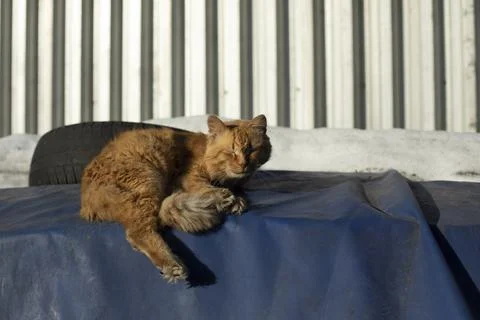 Rustling cat basks in sun. Stray cat is asleep. Foto stock