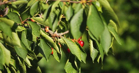 Rustling Cherry Tree Leaves in Windy Weather Stock Footage 252262765