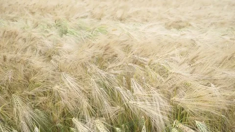 Rustling Ears of Corn Dance in the Wind. Stock Footage 312253806