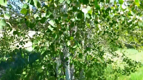 Rustling Leaves of an Aspen Tree Видео 39637554