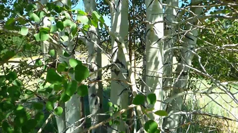 Rustling Leaves Aspen Trees 库存影片 39647297