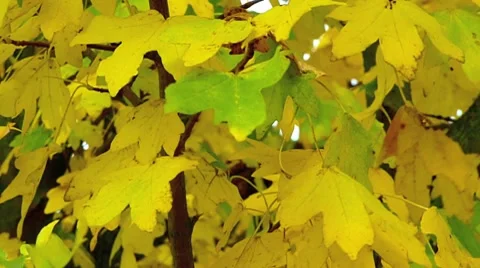 Rustling leaves Stock Footage 7760380