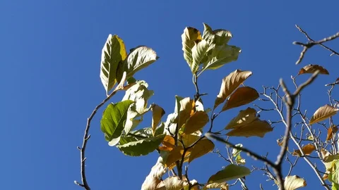 Rustling leaves in strong wind in autumn fall season change on blue sky in 4k Stock Footage 102595876