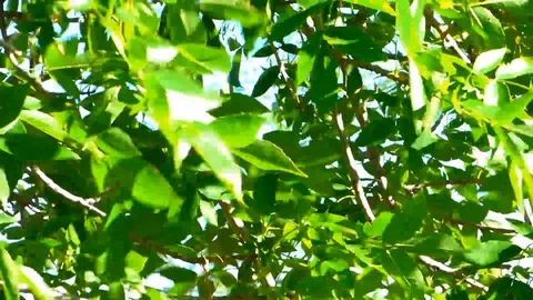 Rustling Leaves in the Wind Video stock 92098247