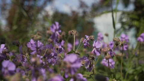 The rustling of purple flower from the wind Stock Footage 94926596