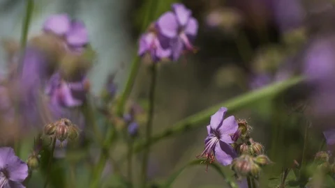 The rustling of purple flower from the wind Stock Footage 94926614