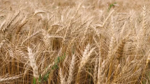 The rustling of rye Video stock 241813824