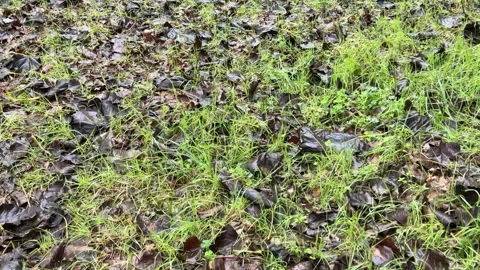 Rustling of trampling on dry autumn leaves Video stock 255466521