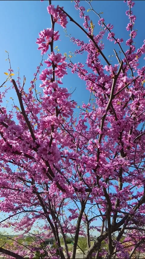 Rustling Urban View of Cherry Blossom Branches Stock Footage 308883618