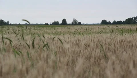 Rustling wheat in a field Stock Footage 8770539