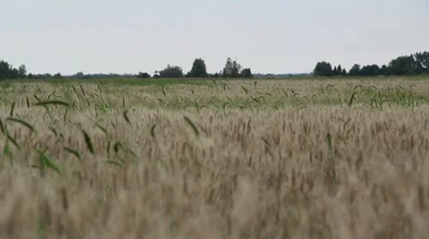 Rustling wheat in a field, foreground blurred Stock Footage 8928391