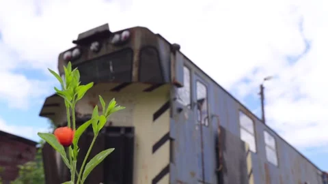 A rusty abandoned train in an overgrown area. Life after the apocalypse or Stock Footage 309011100