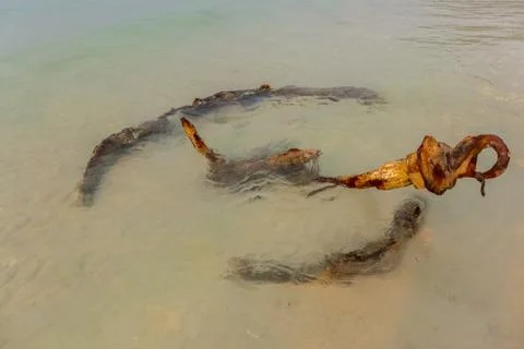 A rusty anker on the beach Stock Photos