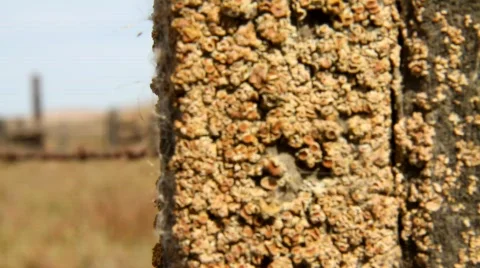 Rusty Barbed Wire Fence Stock Footage 850190