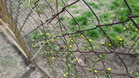 Rusty barbed wire. Forest behind barbed wire. Stock Footage 119904925