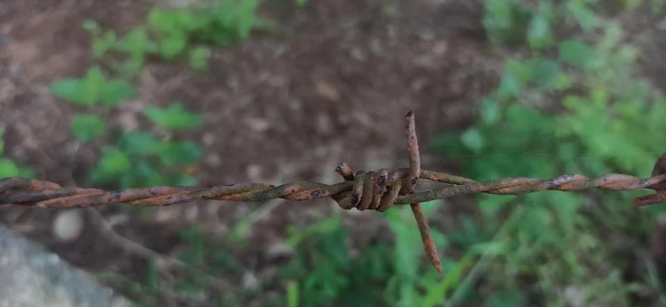 Rusty barbed wire in the forest Stock Photos